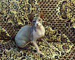 Кошки в Майкопе: Вязка с Канадским сфинксом, 1 000 руб. - фото 3