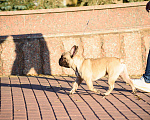 Собаки в Саранске: Вязка французский бульдог, 1 руб. - фото 3