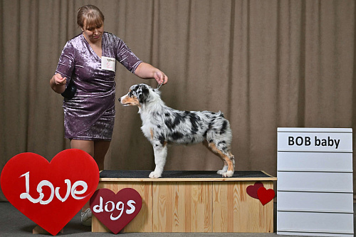 Австралийская овчарка