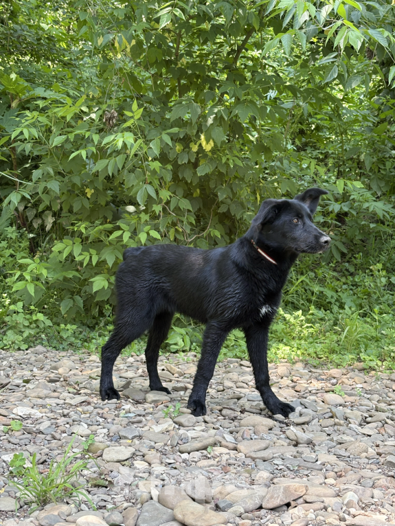 Собаки в других городах Краснодарского края: Уникальный щенок «ризеновчарик» девочка Эми Девочка, 1 000 руб. - фото 4