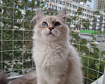 Кошки в Москве: Котенок девочка породы Невская Маскарадная Астерия Девочка, 33 000 руб. - фото 6