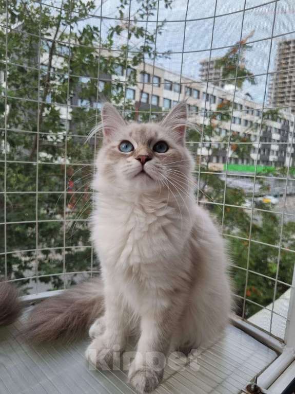 Кошки в Москве: Котенок девочка породы Невская Маскарадная Астерия Девочка, 33 000 руб. - фото 6