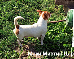 Собаки в Санкт-Петербурге: Милейший чихуахуа белый с рыжими пятнами Мальчик, 25 000 руб. - фото 5