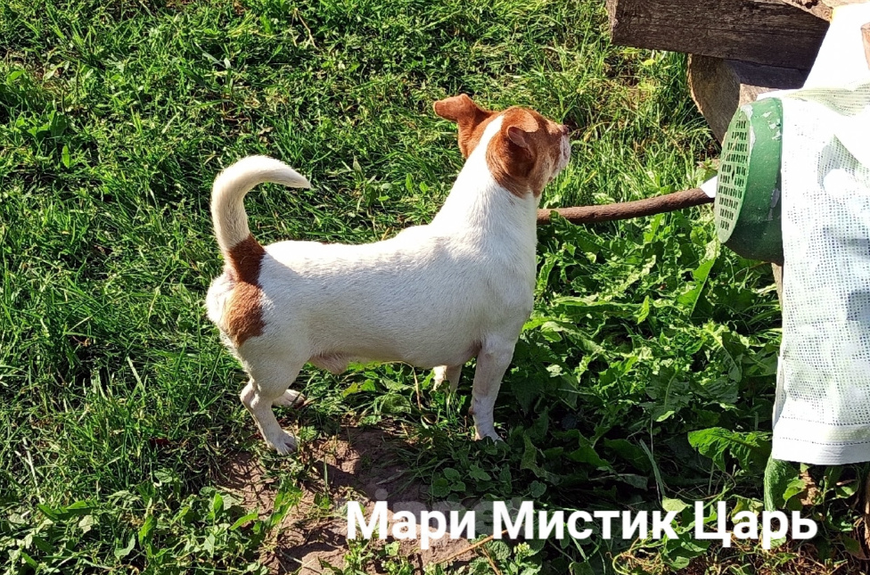 Собаки в Санкт-Петербурге: Милейший чихуахуа белый с рыжими пятнами Мальчик, 25 000 руб. - фото 5