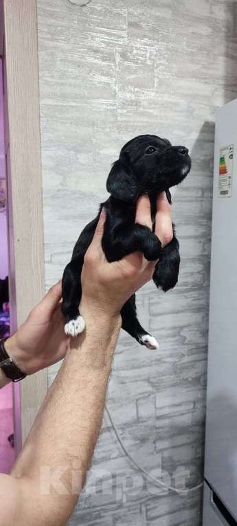 Собаки в Ельце: Продажа русского охотничего спаниеля Девочка, 35 000 руб. - фото 3