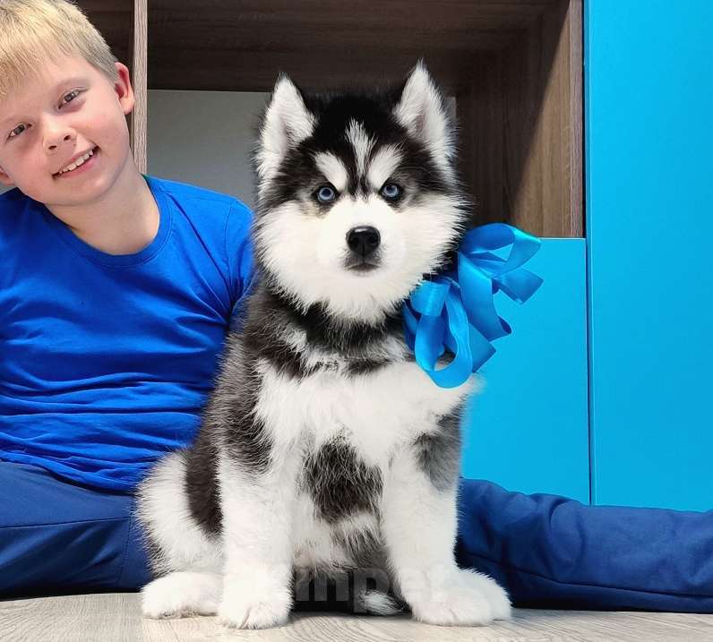 Собаки в Санкт-Петербурге: Хаски Щенки Разных окрасов Разнополые, Бесплатно - фото 1