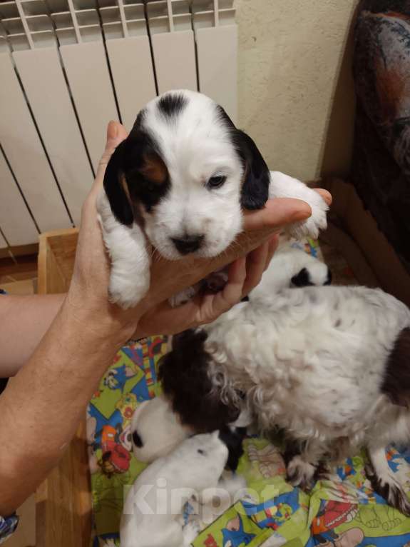 Собаки в других городах Ярославской области: Щенок русского спаниеля Девочка, Бесплатно - фото 1