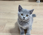 Кошки в Москве: Британский котенок Девочка, 25 000 руб. - фото 4