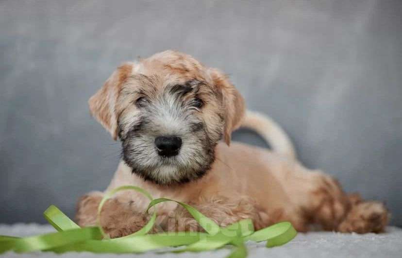 Собаки в других городах Алтайского края: Щенки Ирландский мягкошерстный пшеничный терьер Мальчик, Бесплатно - фото 2