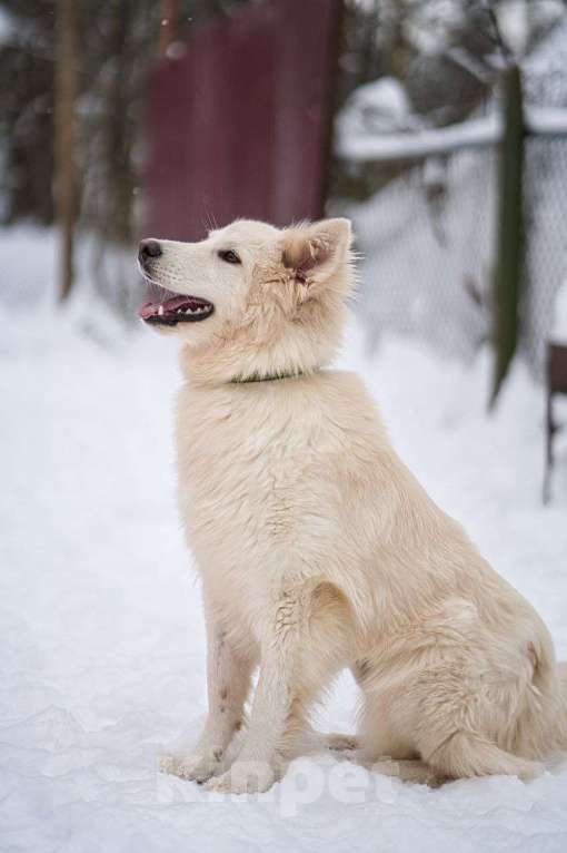 Собаки в Красногорске: Белое облачко Кнопа 11 месяцев ищет дом Девочка, Бесплатно - фото 2