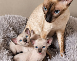 Кошки в Рязани: Котята корниш-рекс Девочка, 35 000 руб. - фото 1