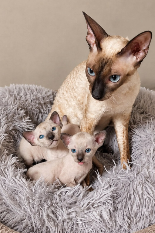 Кошки в Рязани: Котята корниш-рекс Девочка, 35 000 руб. - фото 1