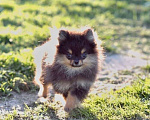 Собаки в Пскове: Драгоценная бусинка Девочка, 35 000 руб. - фото 2