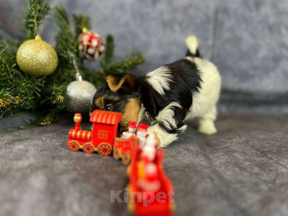 Собаки в Вологде: Очень красивая девочка бивер терьер  Девочка, 120 000 руб. - фото 3