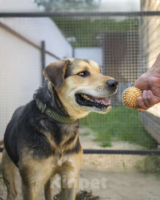 Собаки в Москве: Ищет дом и семью замечательный мальчик Рон Мальчик, 1 руб. - фото 4