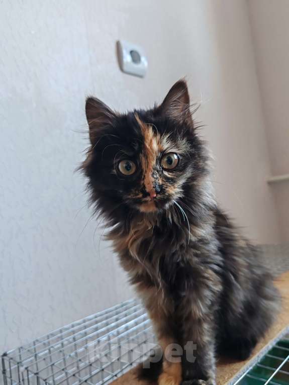 Кошки в Уссурийске: Котёнок в добрые руки, кошечка  Девочка, Бесплатно - фото 2