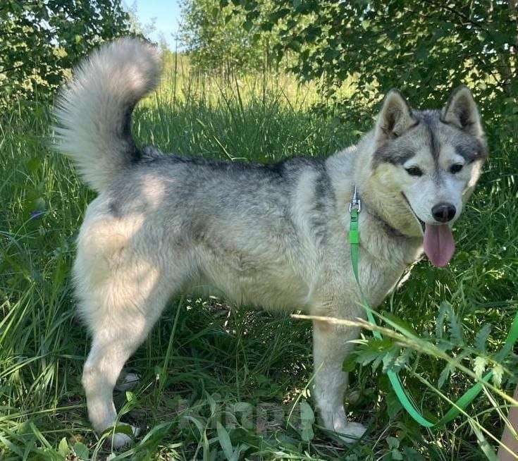 Собаки в Москве: Красавица, умница Пижма, найденушка из Владимирской области Девочка, Бесплатно - фото 4