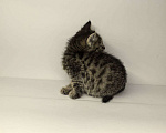 Кошки в Екатеринбурге: Котенок в добрые руки  Мальчик, Бесплатно - фото 2