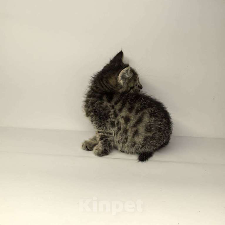 Кошки в Екатеринбурге: Котенок в добрые руки  Мальчик, Бесплатно - фото 2