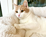 Кошки в Москве: Оскар - рыжий обнимательный котик в добрые руки Мальчик, Бесплатно - фото 3