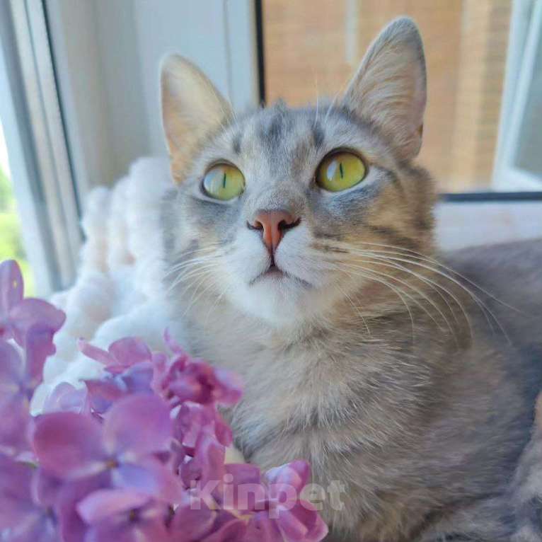 Кошки в Москве: Барселону никто не замечает  Девочка, Бесплатно - фото 3