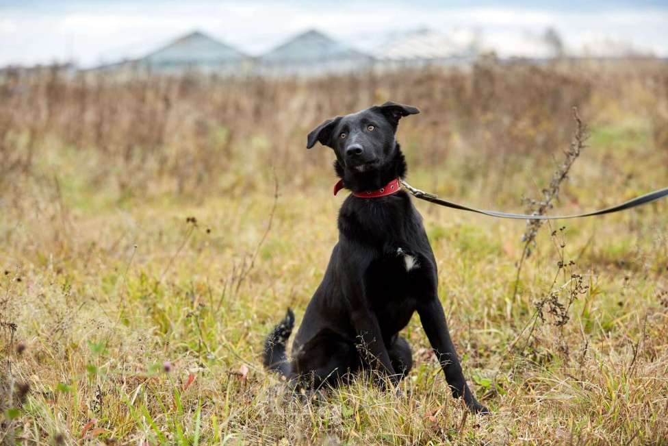 Собаки в Москве: Сури Девочка, Бесплатно - фото 9
