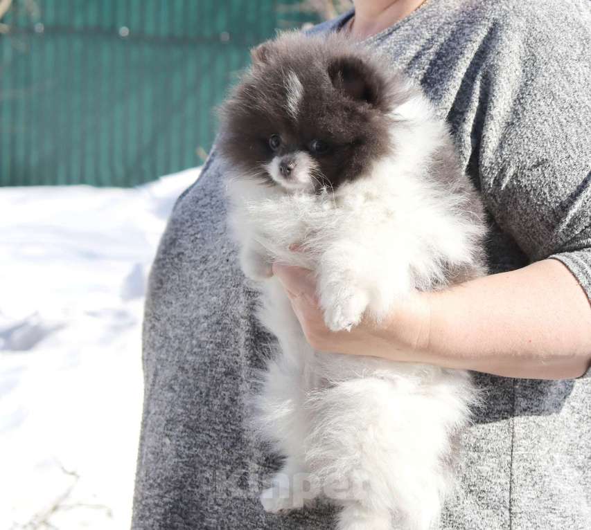Собаки в Москве: Голубая девочка ШПИЦА померанского Девочка, 120 000 руб. - фото 4