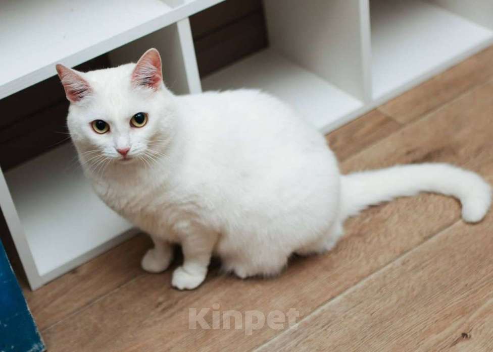 Кошки в Москве: Былла ищет дом Девочка, Бесплатно - фото 1