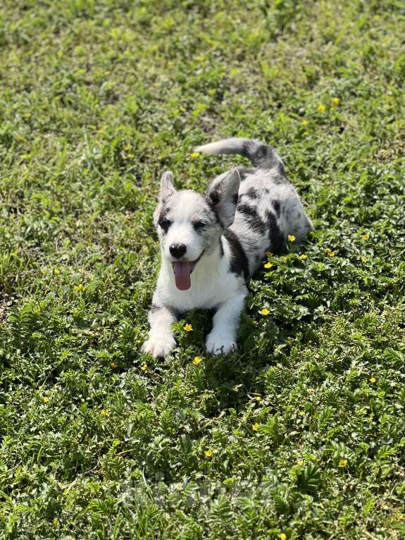 Собаки в Новосибирске: Девочка корги, доставка Девочка, 60 000 руб. - фото 5