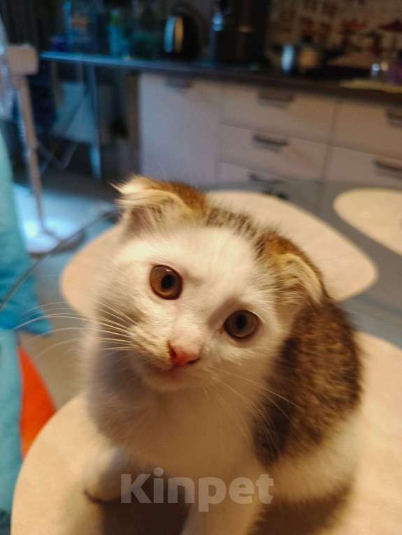 Кошки в Москве: Отдам в добрые руки Мальчик, Бесплатно - фото 8