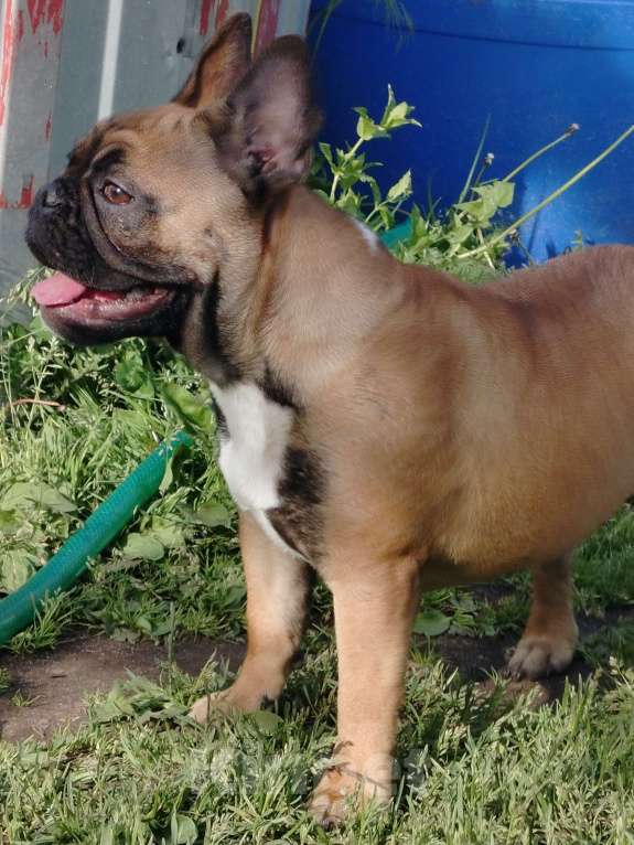 Собаки в других городах Московской области: Марфушенька Девочка, 35 000 руб. - фото 4