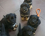 Собаки в Новочеркасске: Очаровательные щенки  Девочка, 17 000 руб. - фото 2