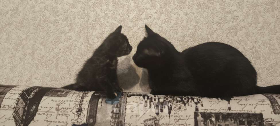 Кошки в Новосибирске: Котенок в добрые руки Девочка, Бесплатно - фото 8