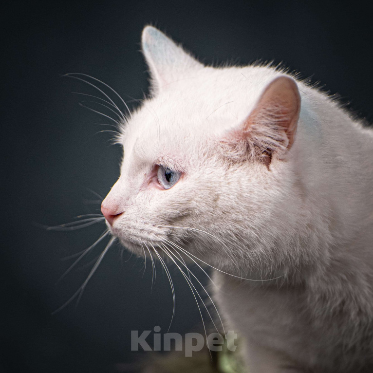 Кошки в Клине: Снежок — уникальный котик Мальчик, Бесплатно - фото 2