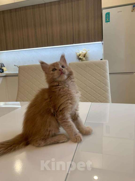 Кошки в Москве: Роскошная девочка мейн-кун крем  Девочка, 50 000 руб. - фото 5