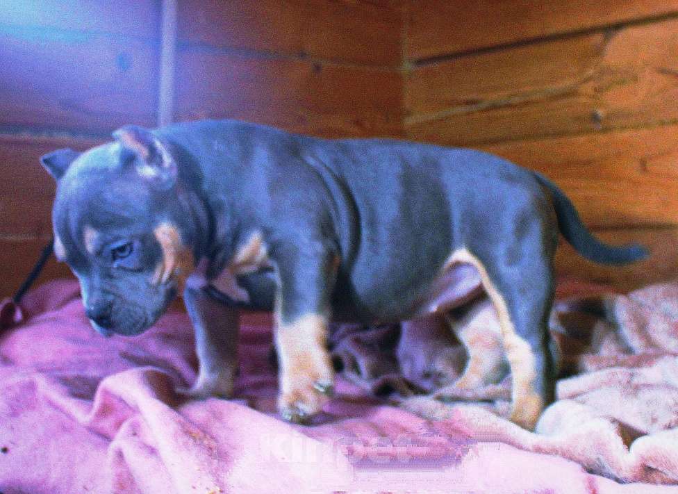 Собаки в Москве: Девочка американский булли. Девочка, 90 000 руб. - фото 4