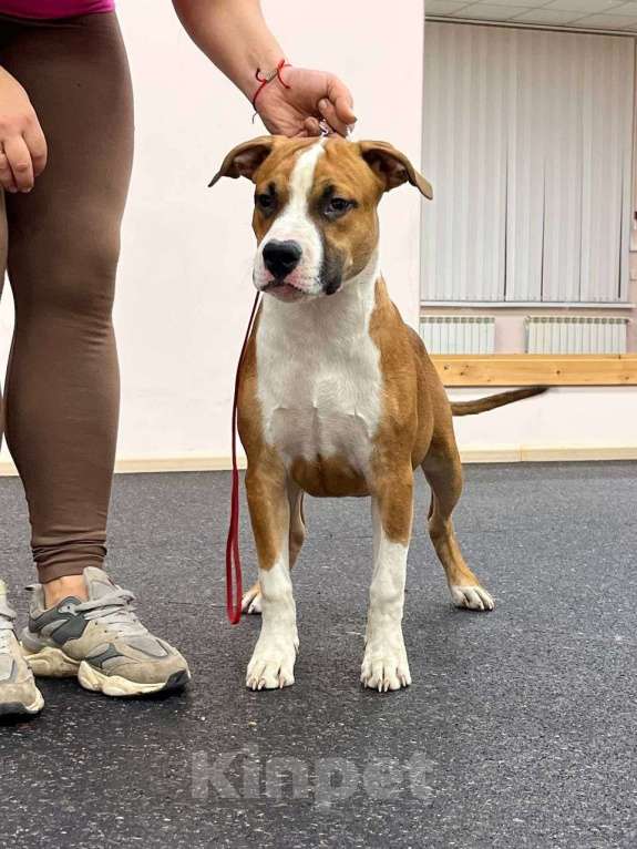 Собаки в Москве: АСТ Мальчик, 50 000 руб. - фото 4