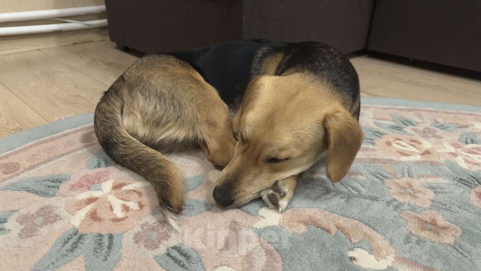 Собаки в других городах Московской области: В добрые руки найденыш Мальчик, Бесплатно - фото 2