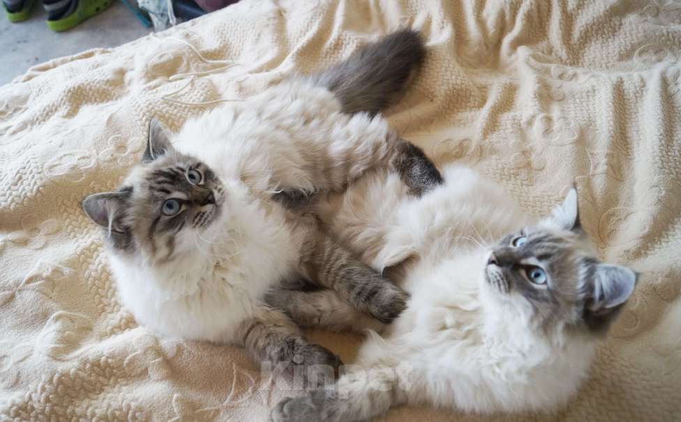 Кошки в Краснодаре: Невская маскарадная котенок Барэль очень пушистый в окрасе колор поинт Мальчик, 27 000 руб. - фото 6