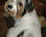 Собаки в других городах Самарской области: Любимка в любимци Девочка, 35 000 руб. - фото 1