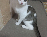 Кошки в Омске: Василиса Девочка, 60 руб. - фото 1