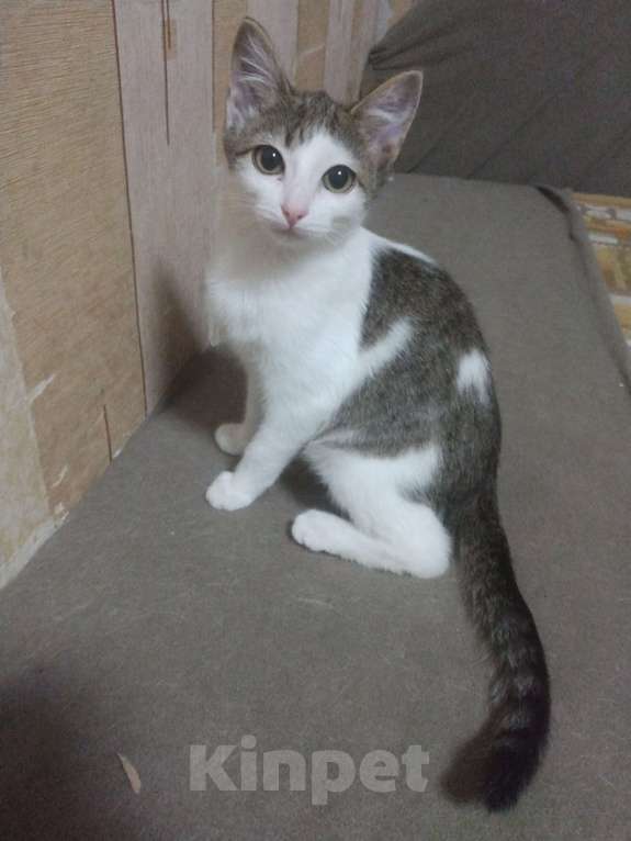 Кошки в Омске: Василиса Девочка, 60 руб. - фото 1