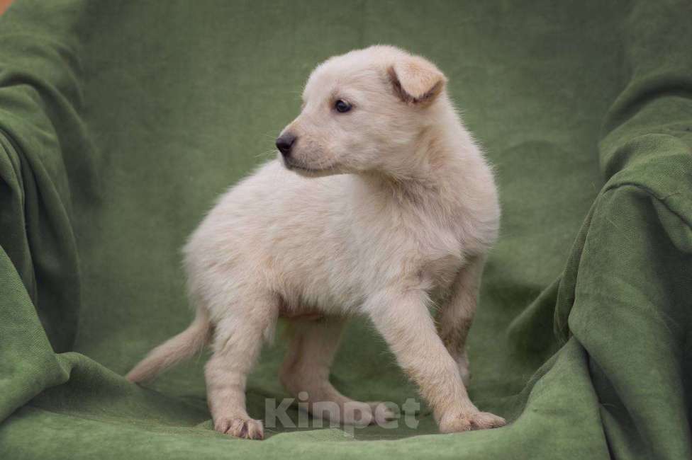 Собаки в Москве: щенок Белла в добрые руки Мальчик, Бесплатно - фото 6