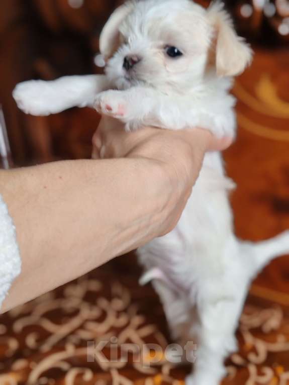 Собаки в Москве: Щенки мини Мальтезе Мальчик, Бесплатно - фото 3