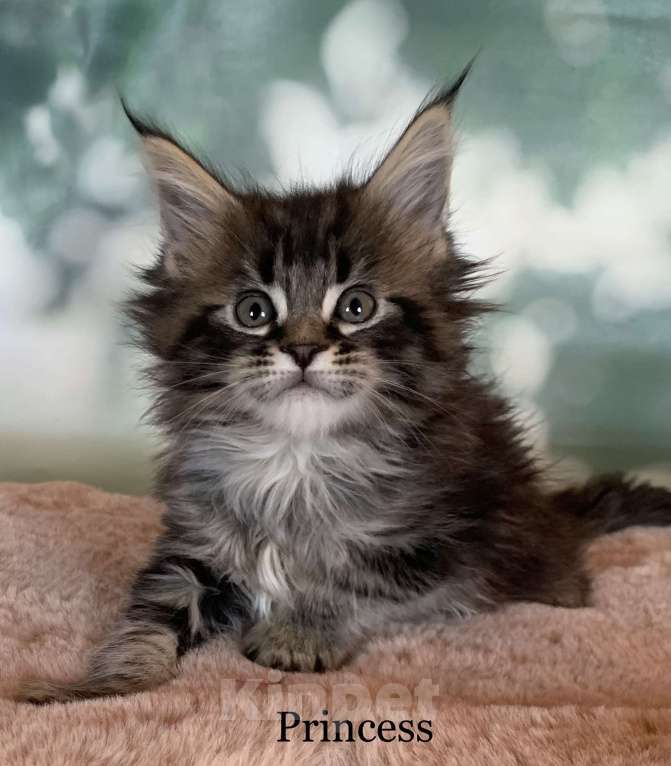 Кошки в других городах Ленинградской области: Котята мейн кун из питомника Nord-Westland Мальчик, 40 000 руб. - фото 2