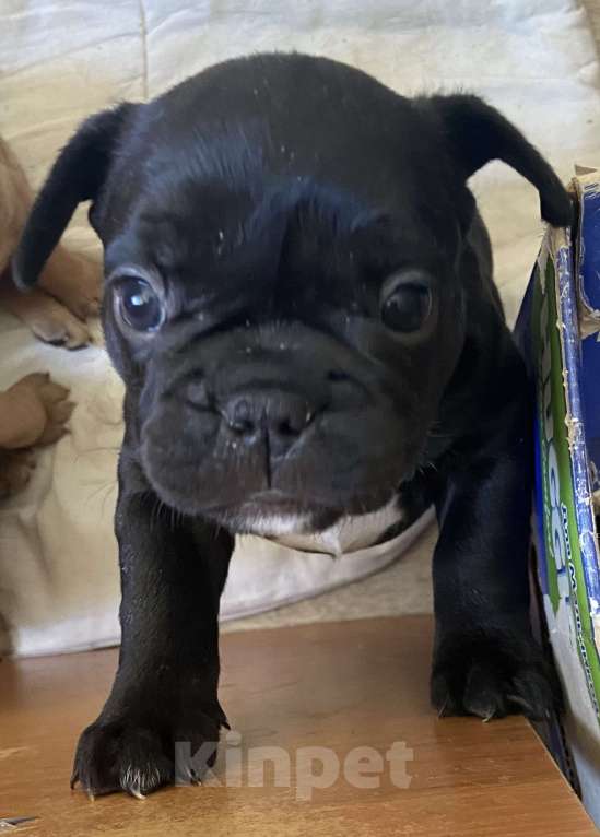 Собаки в Стерлитамаке: Французский бульдог.  Девочка, Бесплатно - фото 2