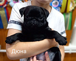 Собаки в Твери: Черные щенки породы мопс Девочка, 70 000 руб. - фото 1