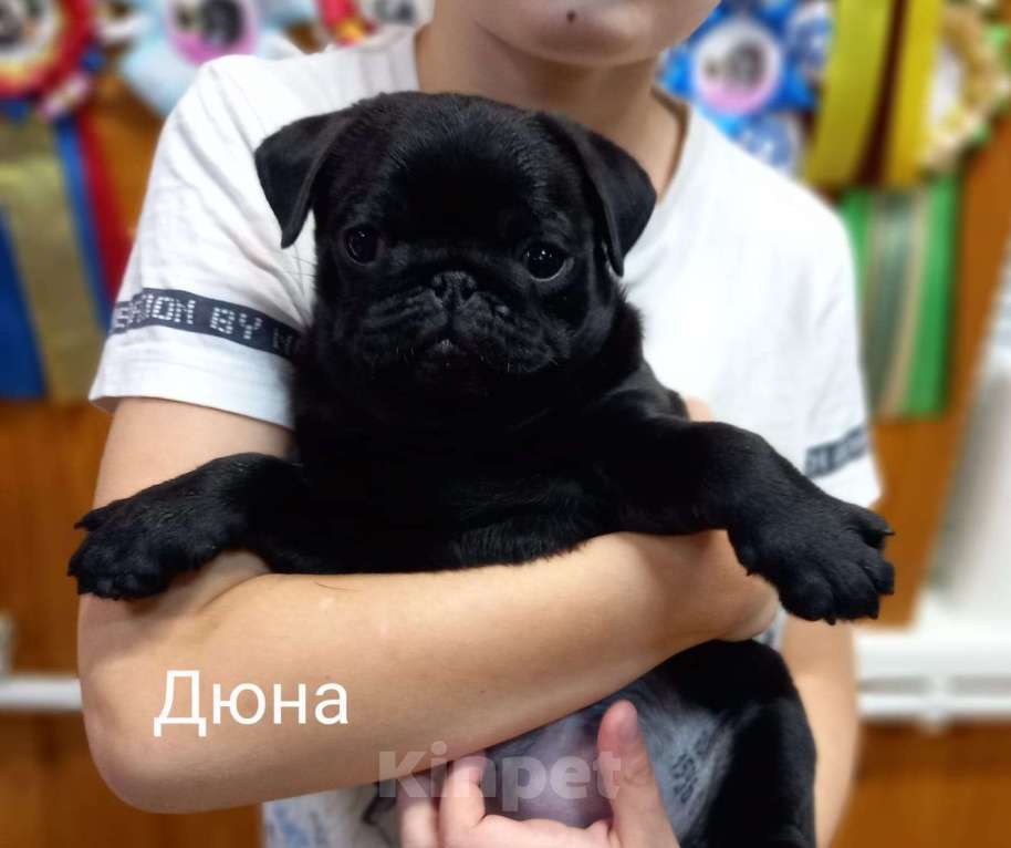 Собаки в Твери: Черные щенки породы мопс Девочка, 70 000 руб. - фото 1