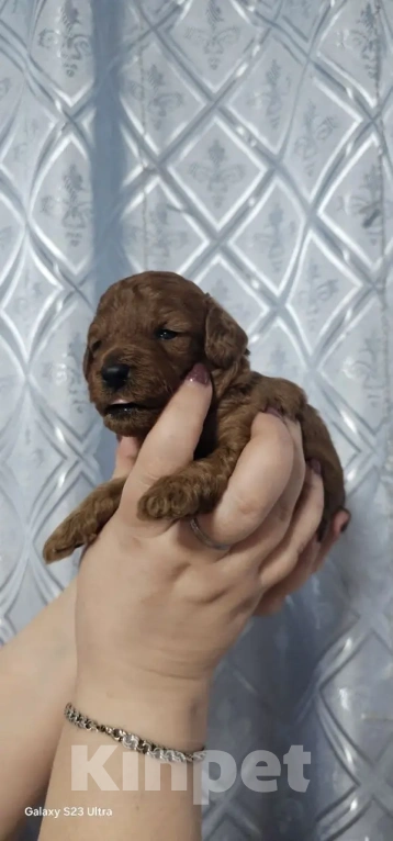 Собаки в Москве: Щенки Карликового пуделя Мальчик, 65 000 руб. - фото 1