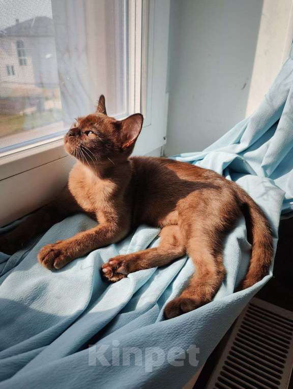 Кошки в Москве: БУРМА малышка Гретта Девочка, Бесплатно - фото 3